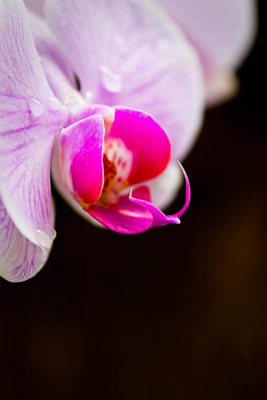 Phalaenopsis amabilis