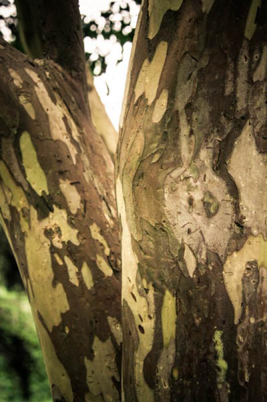 Corteza de Arbol