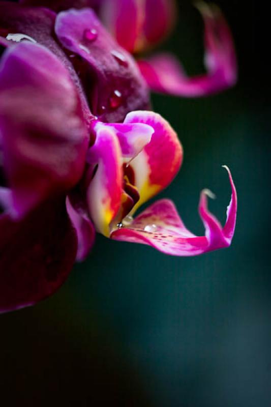 Phalaenopsis Blackjack