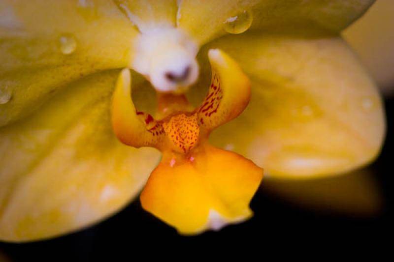 Yellow Phalaenopsis