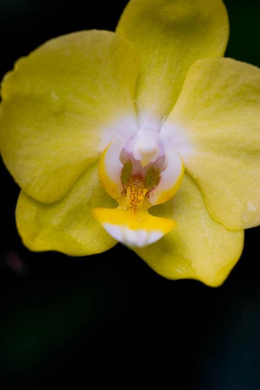 Yellow Phalaenopsis