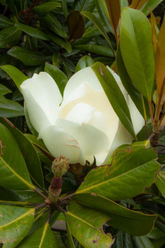 Magnolia grandiflora