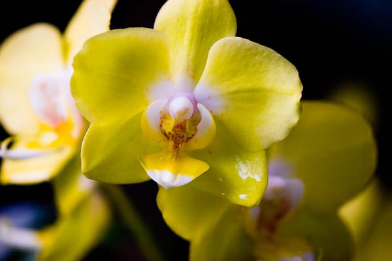 Yellow Phalaenopsis