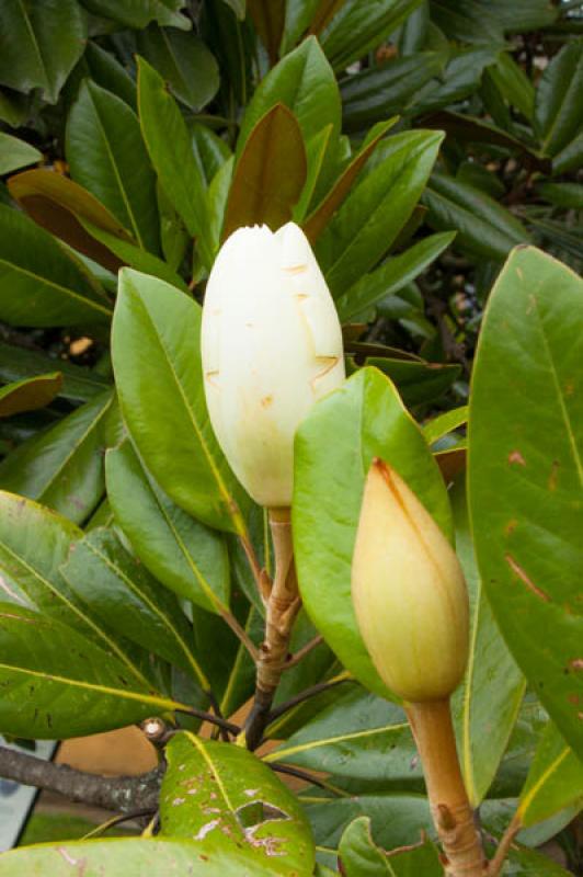 Magnolia grandiflora