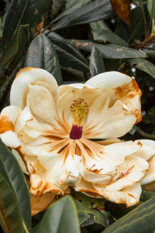 Magnolia grandiflora