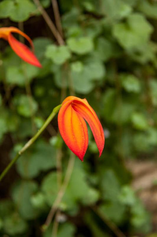 Masdevallia veitchiana