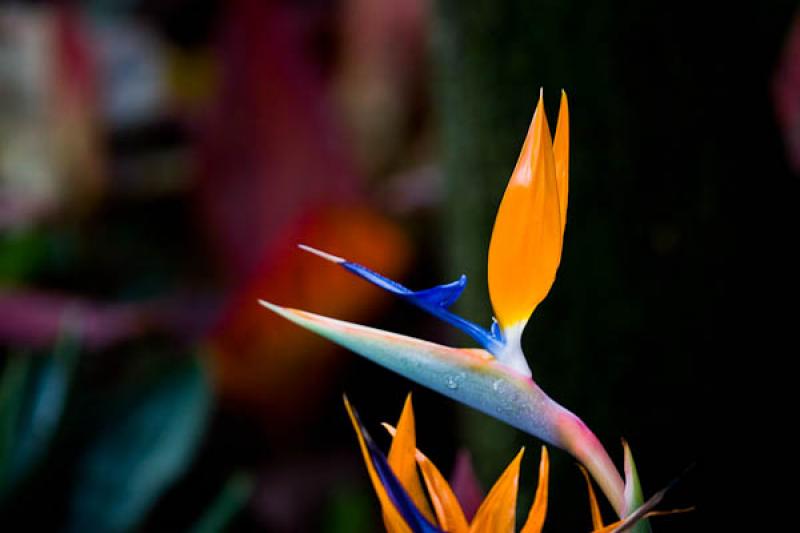 Strelitzia reginae