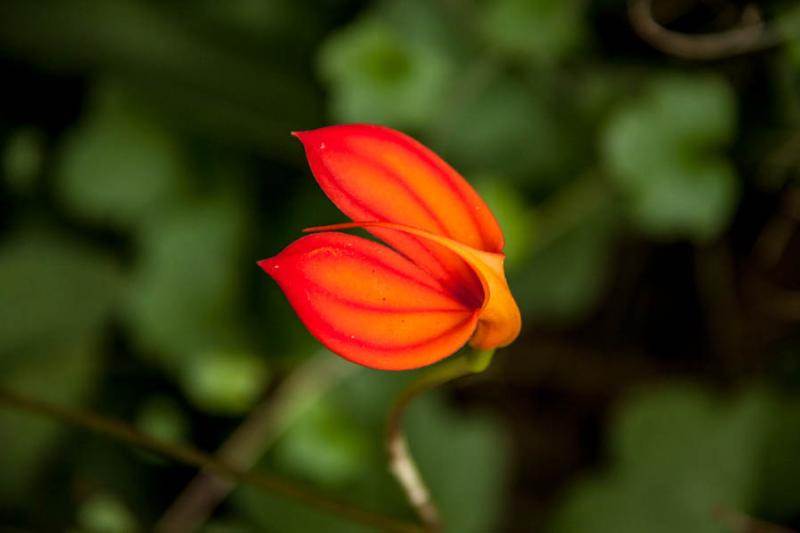 Masdevallia veitchiana