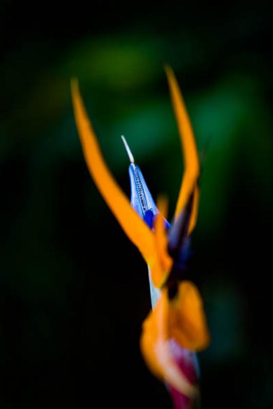 Strelitzia reginae