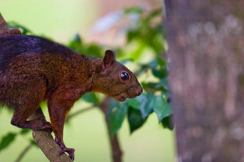 Sciurus vulgaris