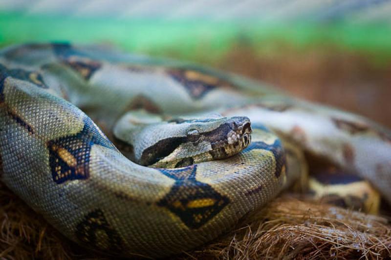 Boa constrictor