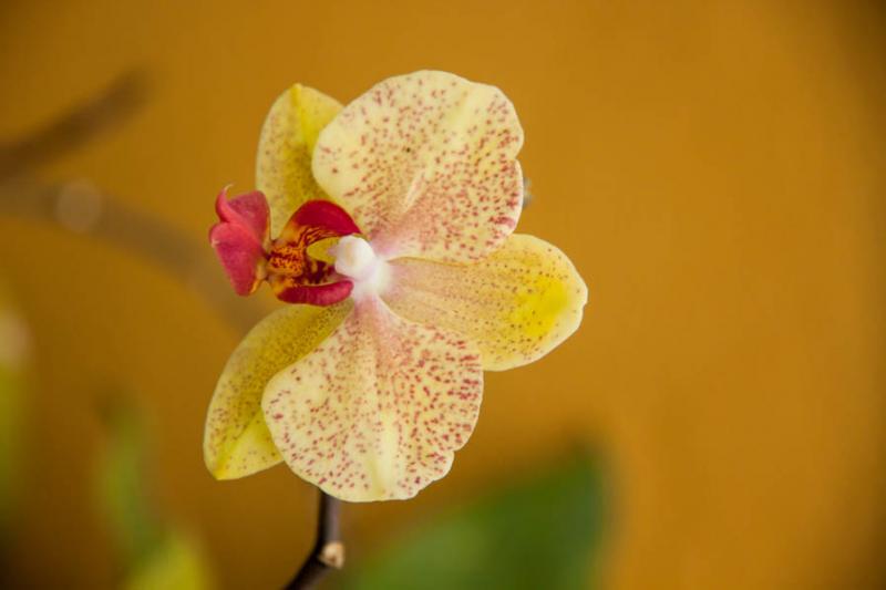 Phalaenopsis amboinensis