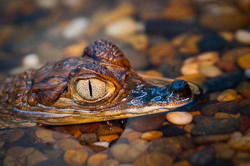 Caiman crocodilus