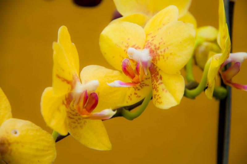 Yellow Phalaenopsis