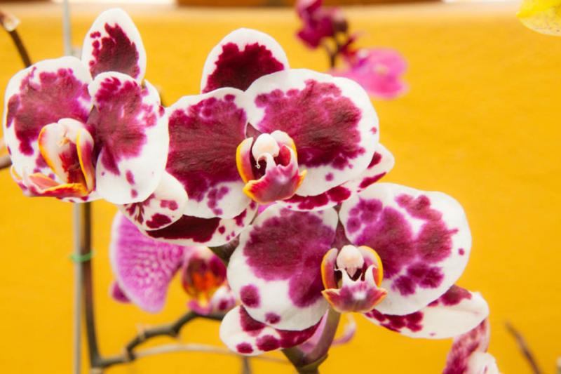 Phalaenopsis Everspring