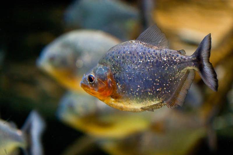 Acuario de Medellin, Parque Explora, Medellin, Ant...