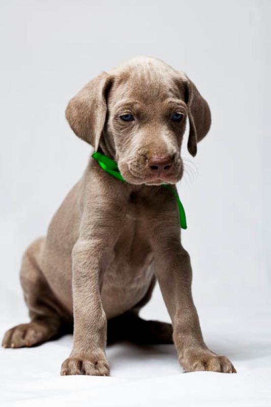 Cachorro Weimaraner