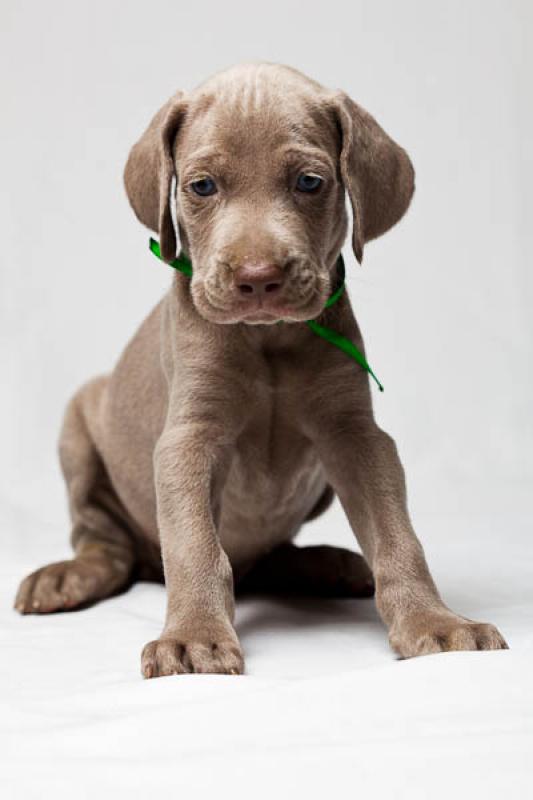 Cachorro Weimaraner