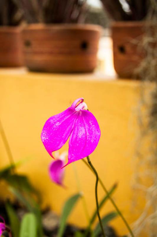 Masdevallia veitchiana