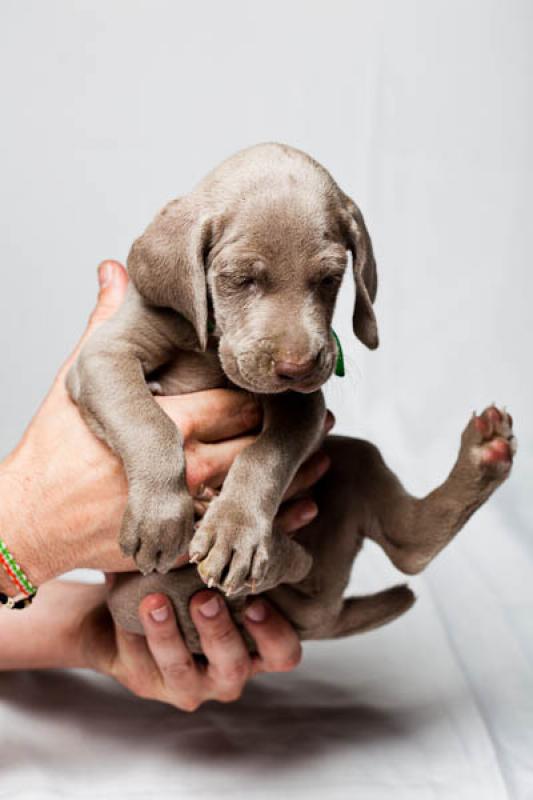 Cachorro Weimaraner