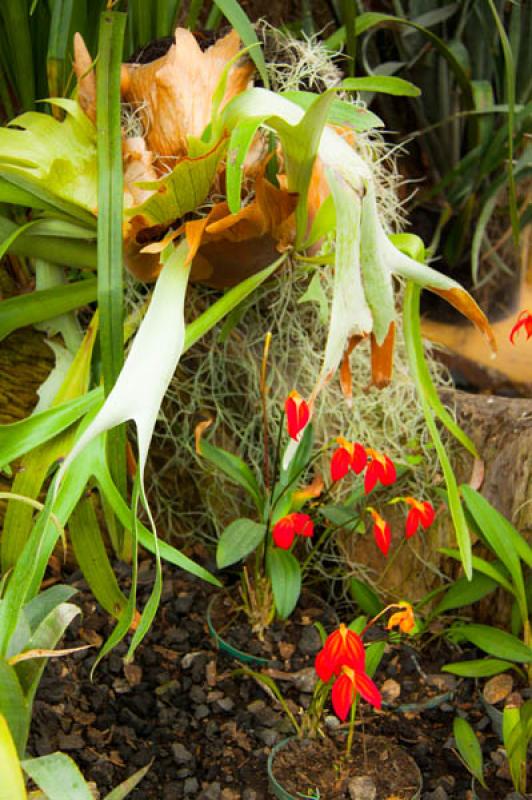 Masdevallia veitchiana