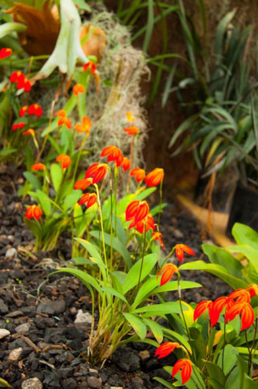 Masdevallia veitchiana