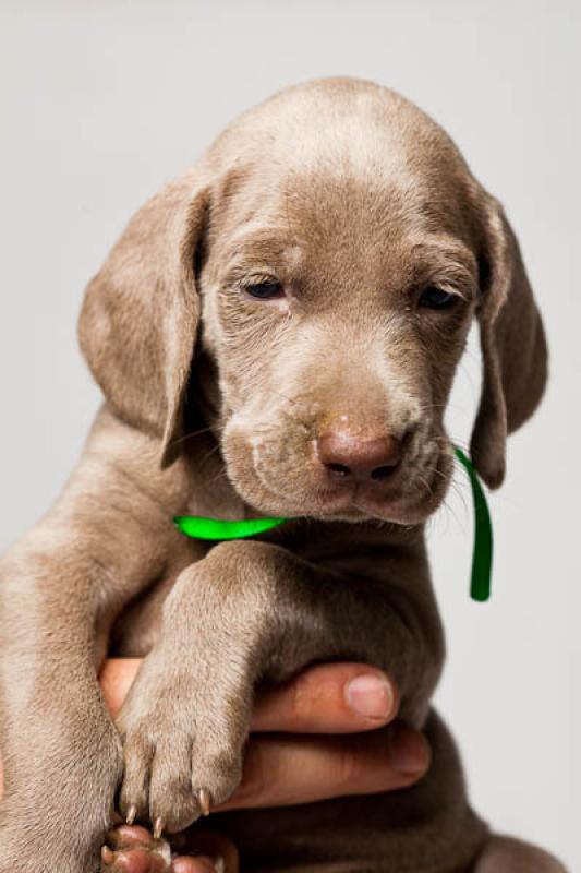 Cachorro Weimaraner