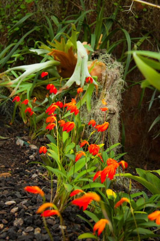 Masdevallia veitchiana