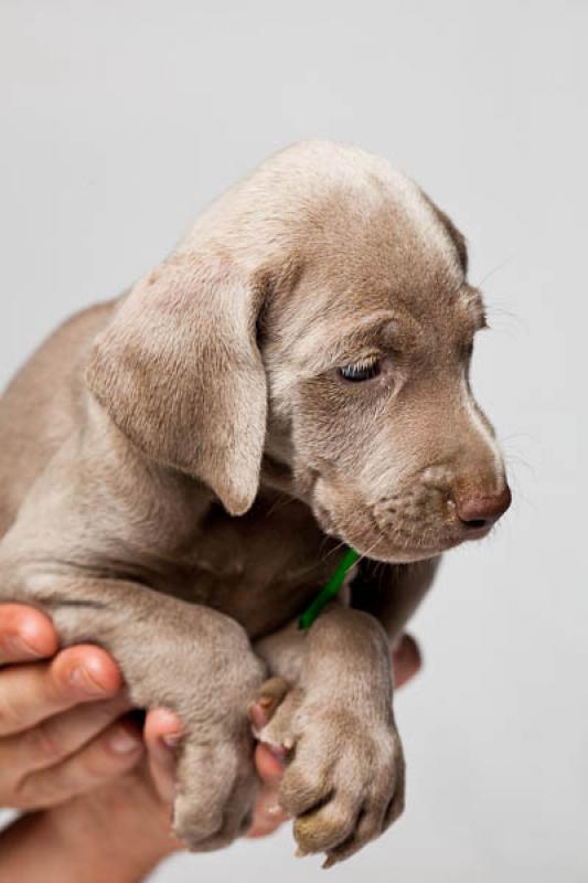 Cachorro Weimaraner