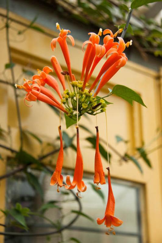 Detalle de una Flor