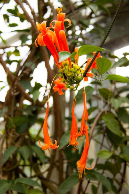 Detalle de una Flor