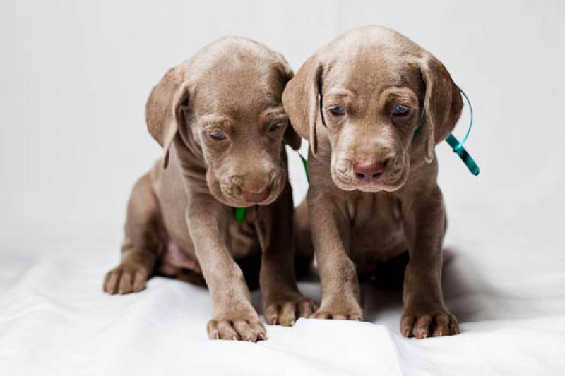 Cachorros Weimaraner