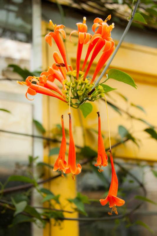 Detalle de una Flor