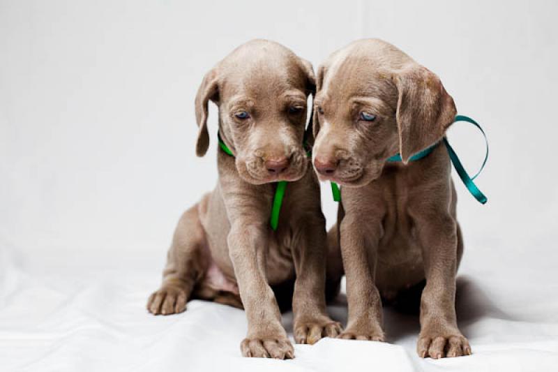 Cachorros Weimaraner