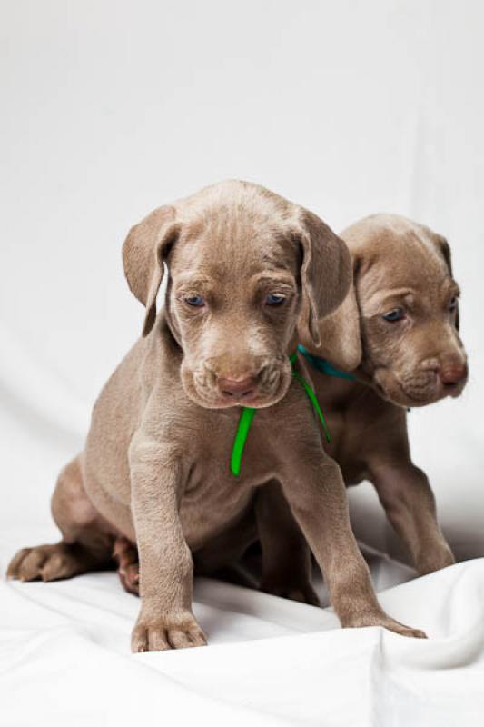 Cachorros Weimaraner