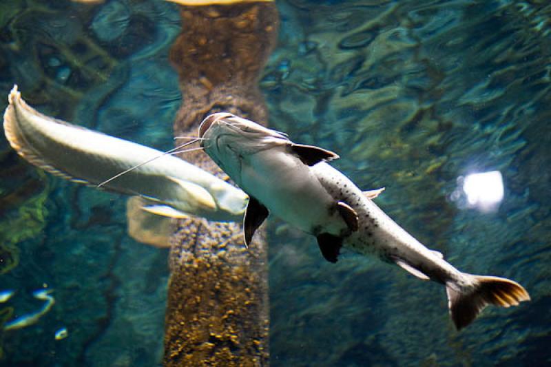 Acuario de Medellin, Parque Explora, Medellin, Ant...