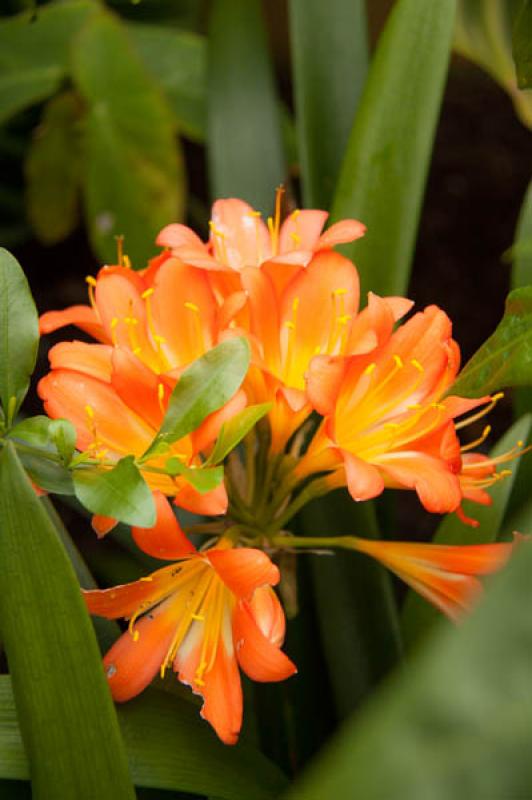 Clivia miniata