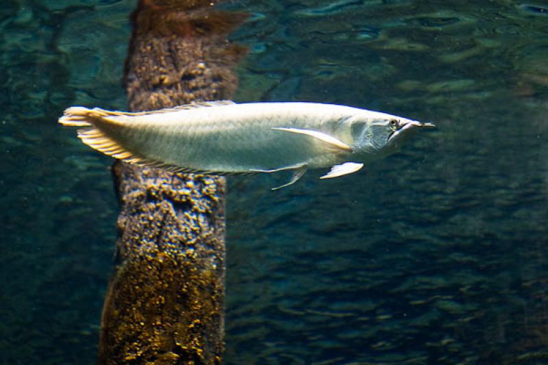 Acuario de Medellin, Parque Explora, Medellin, Ant...