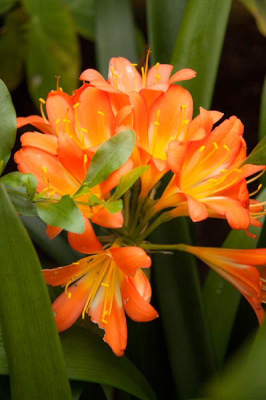 Clivia miniata