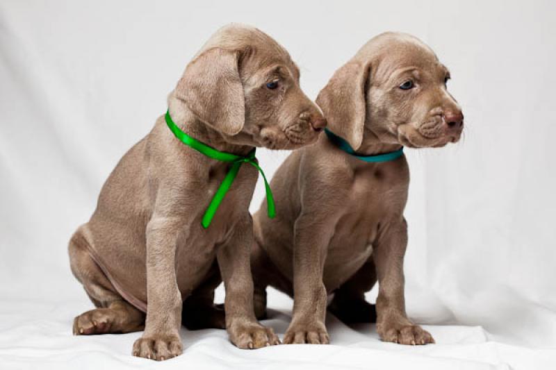 Cachorros Weimaraner