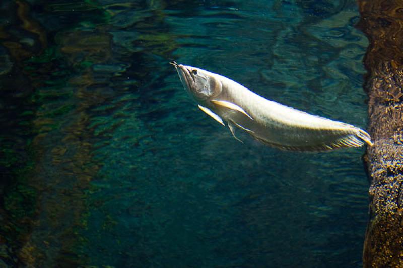 Acuario de Medellin, Parque Explora, Medellin, Ant...