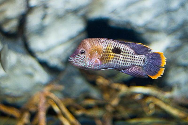 Acuario de Medellin, Parque Explora, Medellin, Ant...