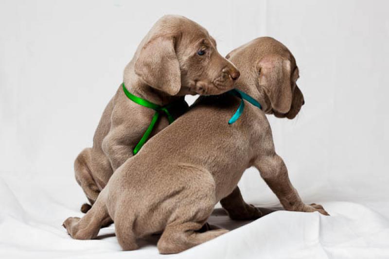 Cachorros Weimaraner