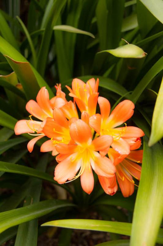 Clivia miniata