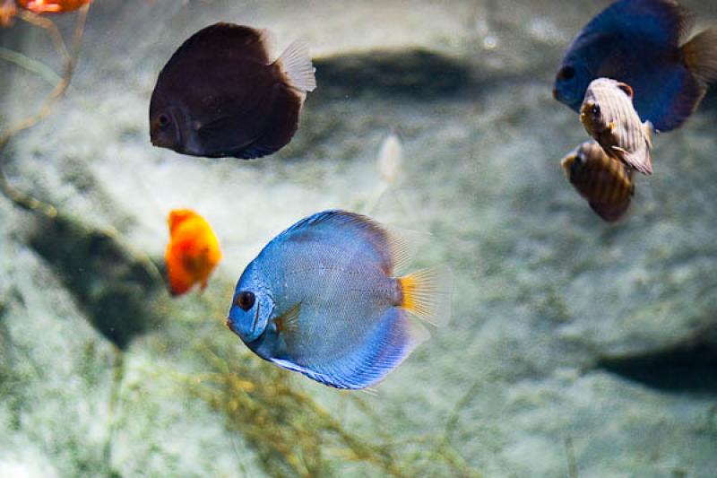 Acuario de Medellin, Parque Explora, Medellin, Ant...