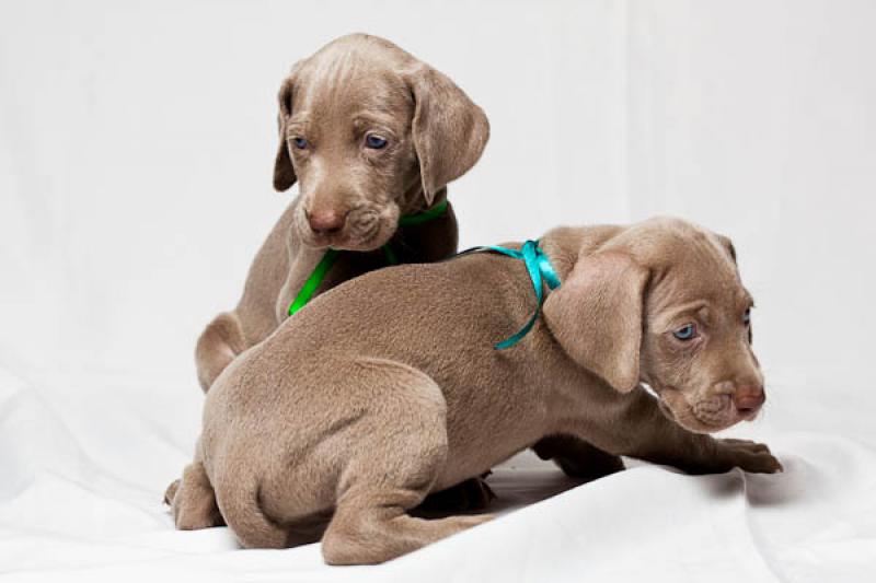 Cachorros Weimaraner