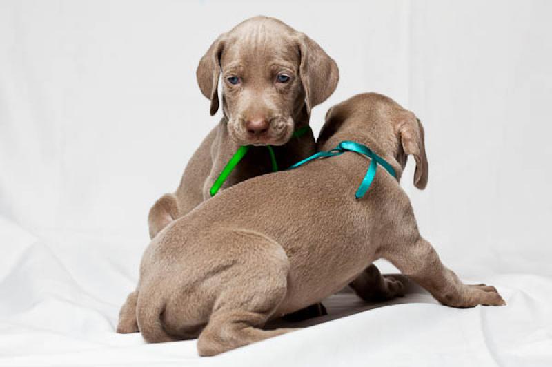 Cachorros Weimaraner