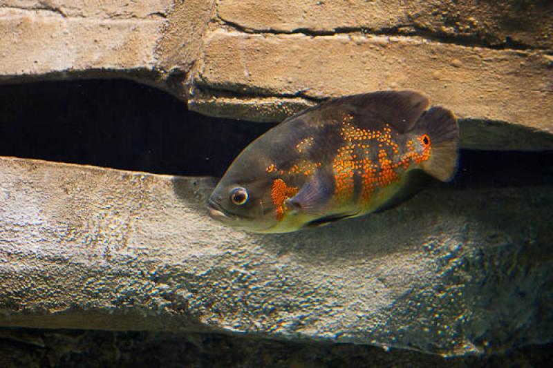 Acuario de Medellin, Parque Explora, Medellin, Ant...