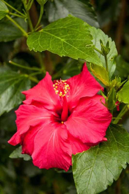 Hibiscus