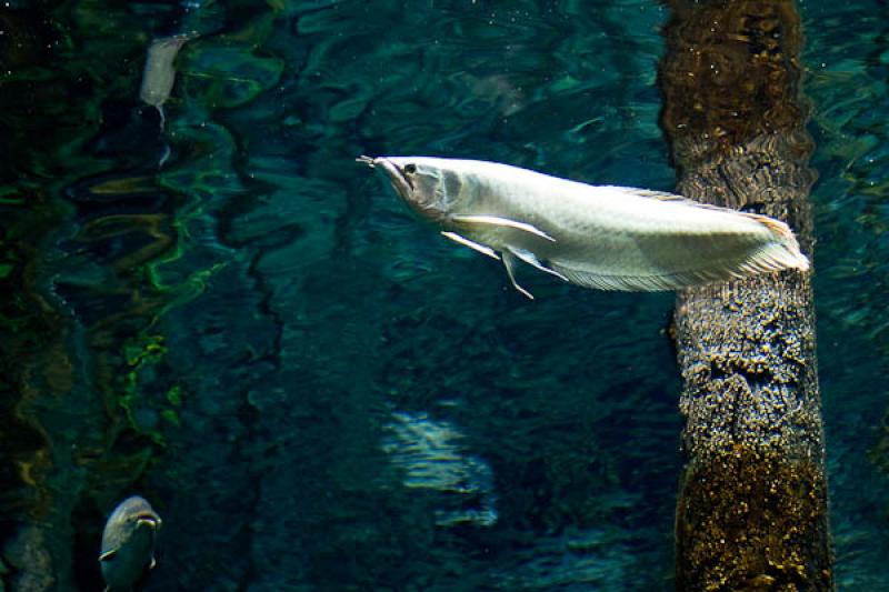 Acuario de Medellin, Parque Explora, Medellin, Ant...